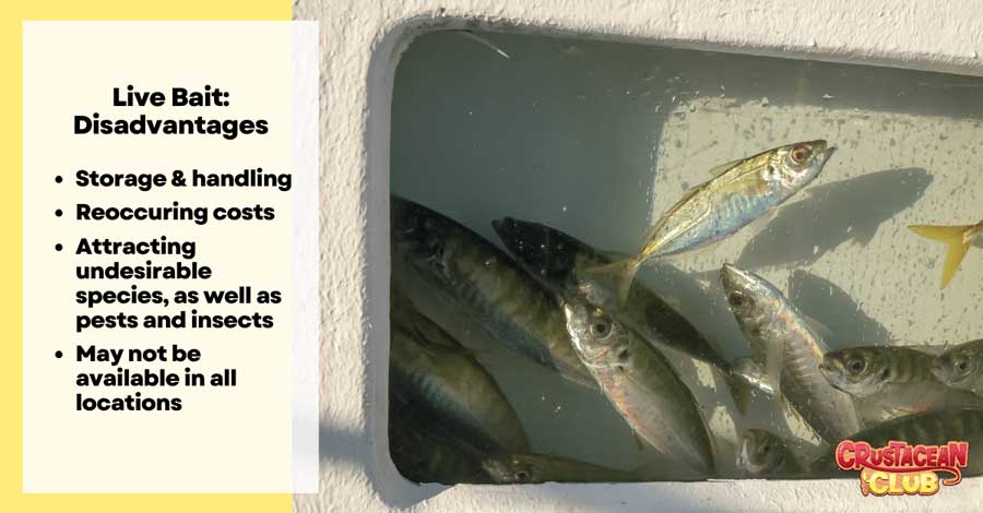 Depiction of the storage of live bait and its disadvantages