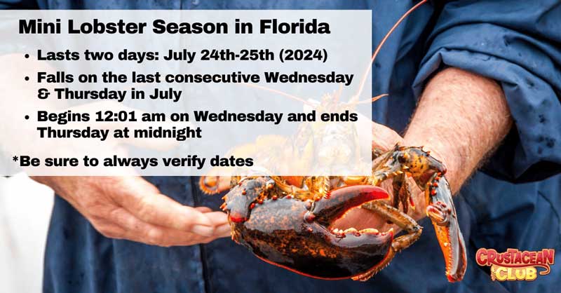 Mini lobster season in Florida 2024