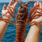 Captured spiny lobster