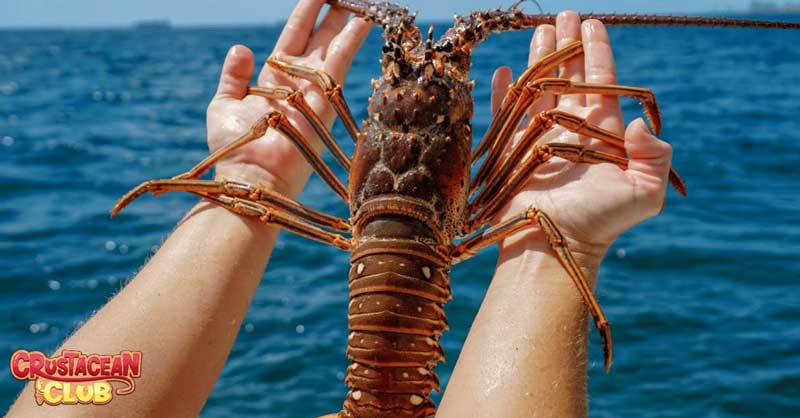 Captured spiny lobster