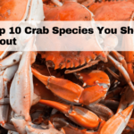 Top 10 Crab Species You Should Know About