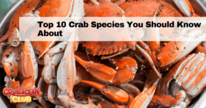 Top 10 Crab Species You Should Know About